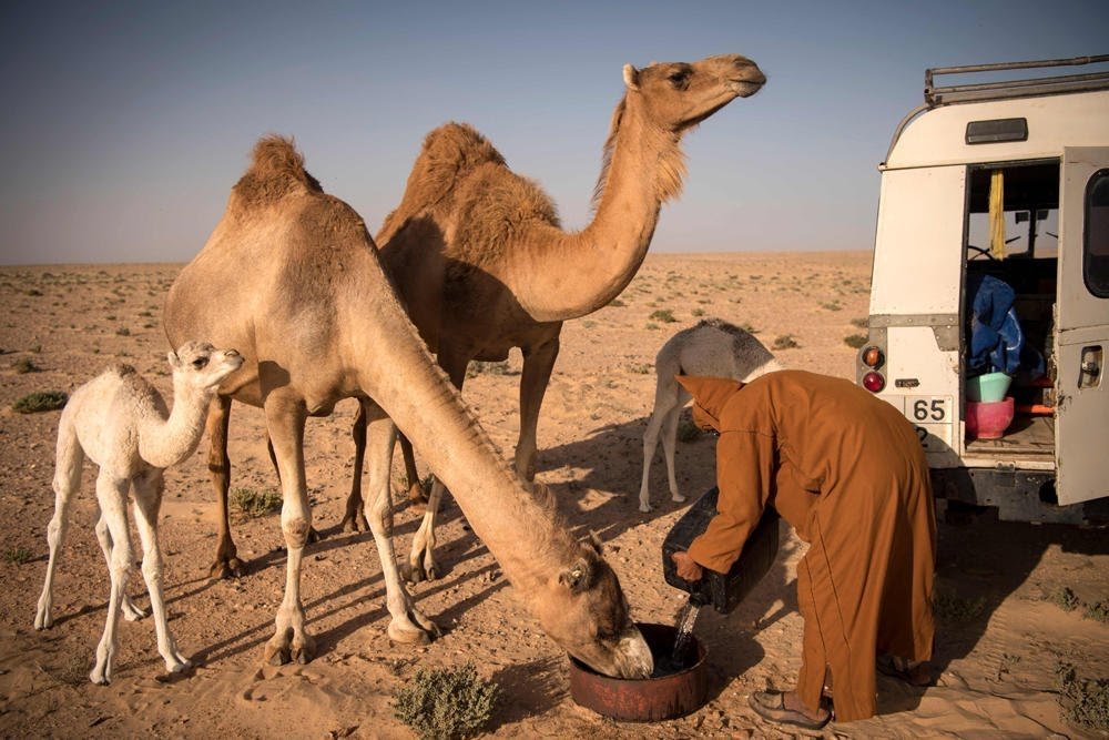 Pastor de camellos del Sáhara Occidental emplea métodos tradicionales y  tecnológico para la cría de su rebaño.