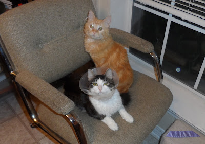 Anakin & Mika share The Favorite Chair