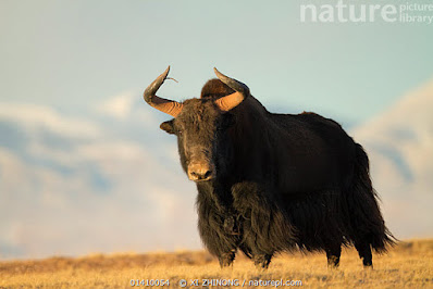 wild yak