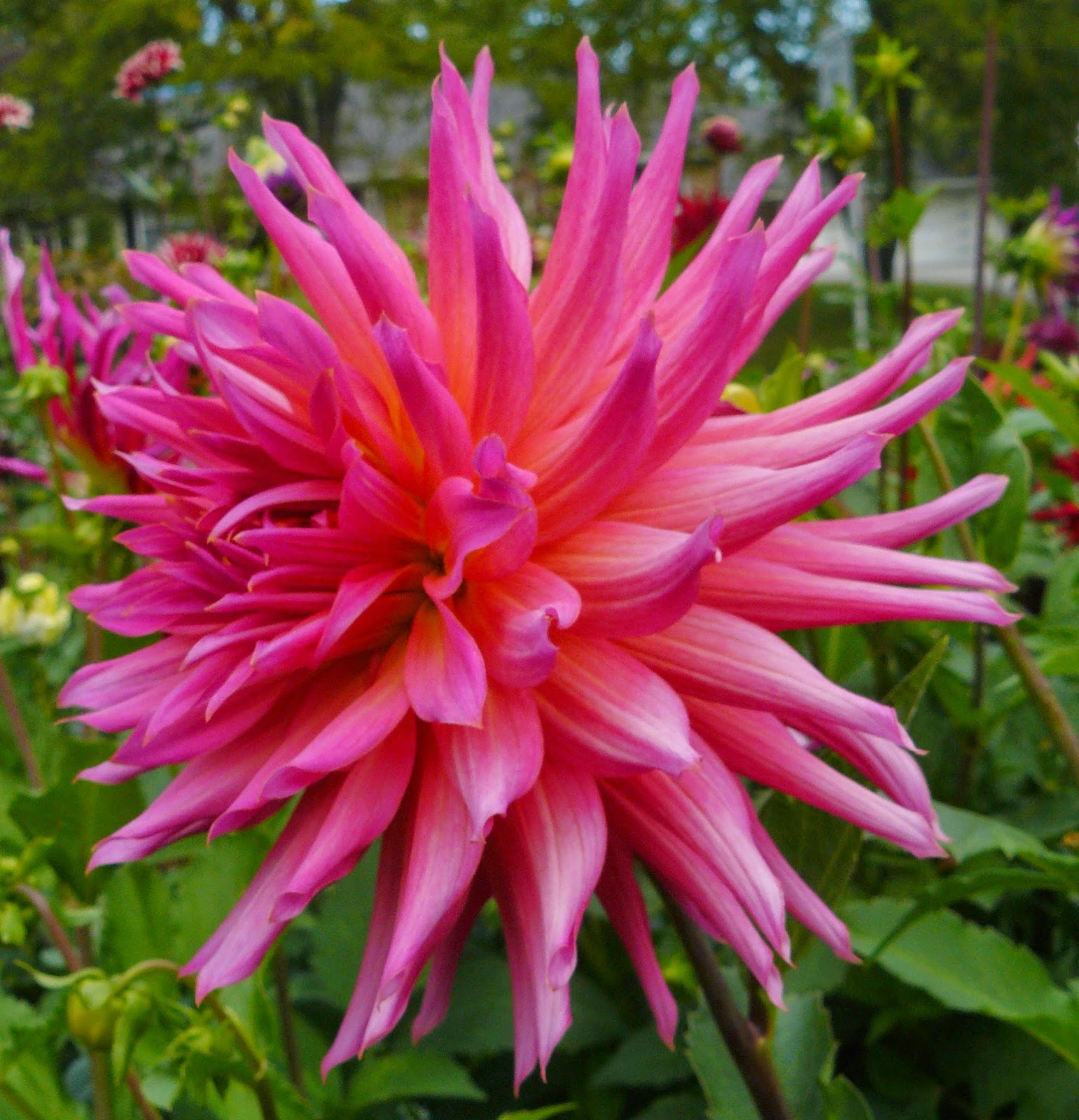 Clear Creek Dahlias 2014 Dahlia Photo Album