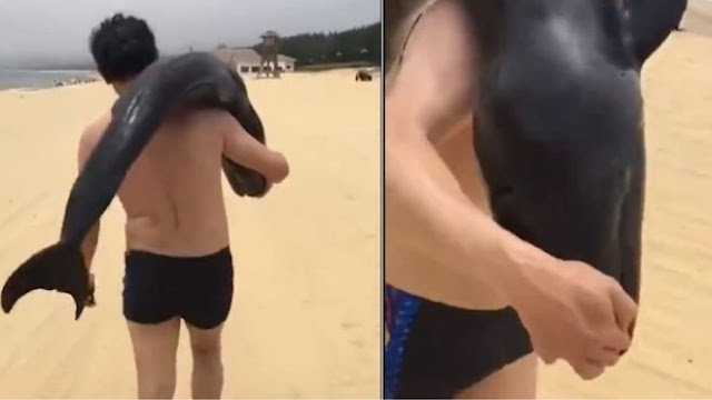Polisi Cina Memburu Pria Dipantai Dengan Lumba-Lumba
