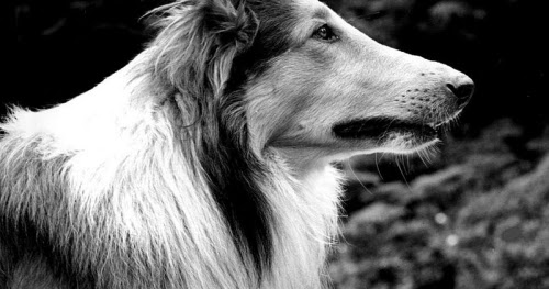 The Original 'Lassie' Dog, Pal, Lived to Be Almost 20 and Came to