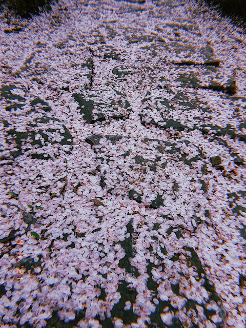 cherry blossom season