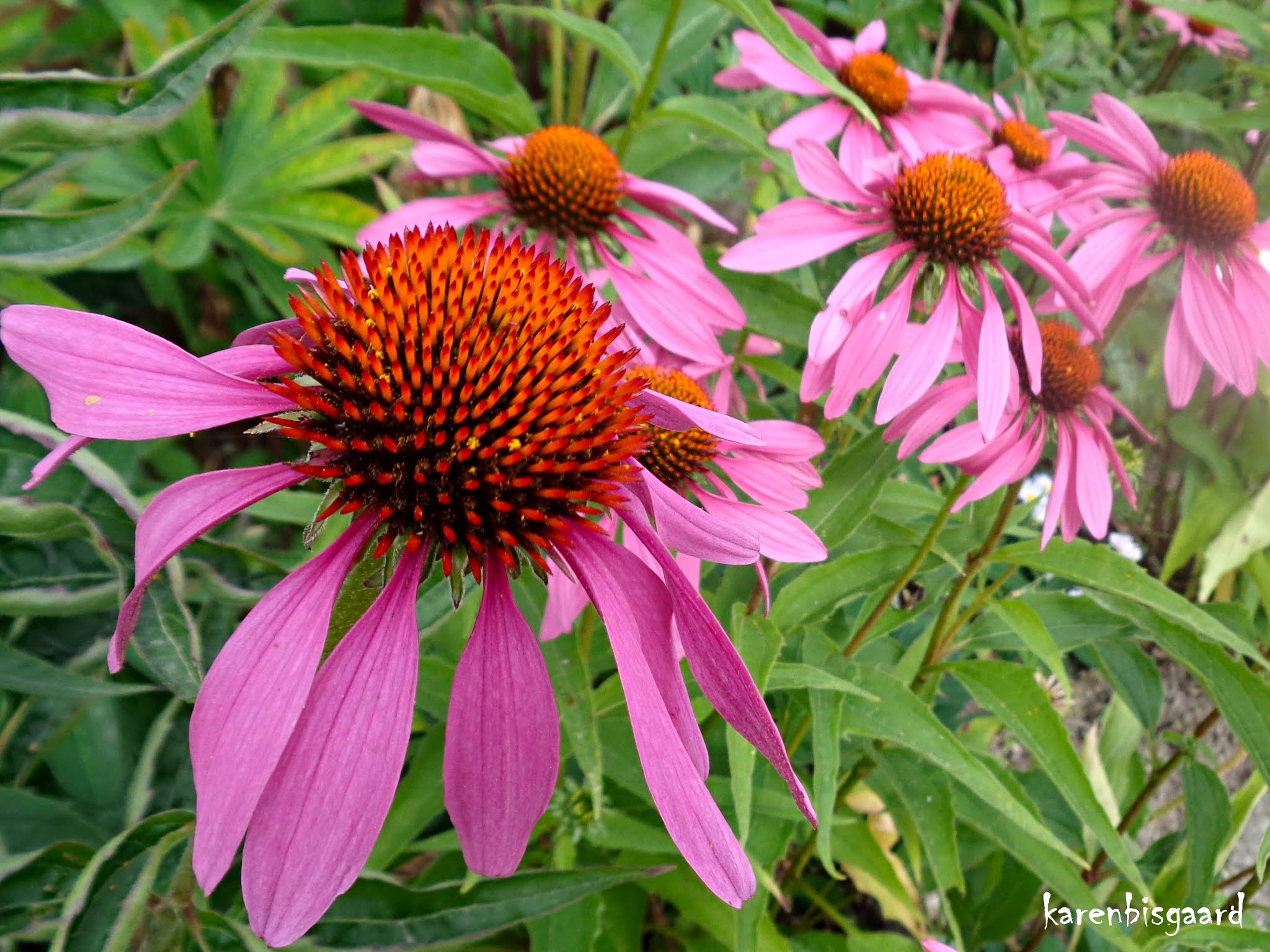 Karen`s Nature Photography Pink Coneflowers with Honey Bees and