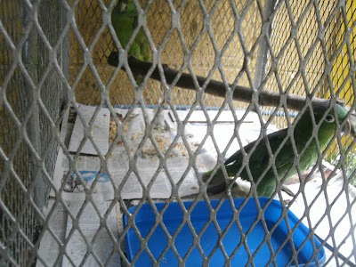 Parrots Nicaragua