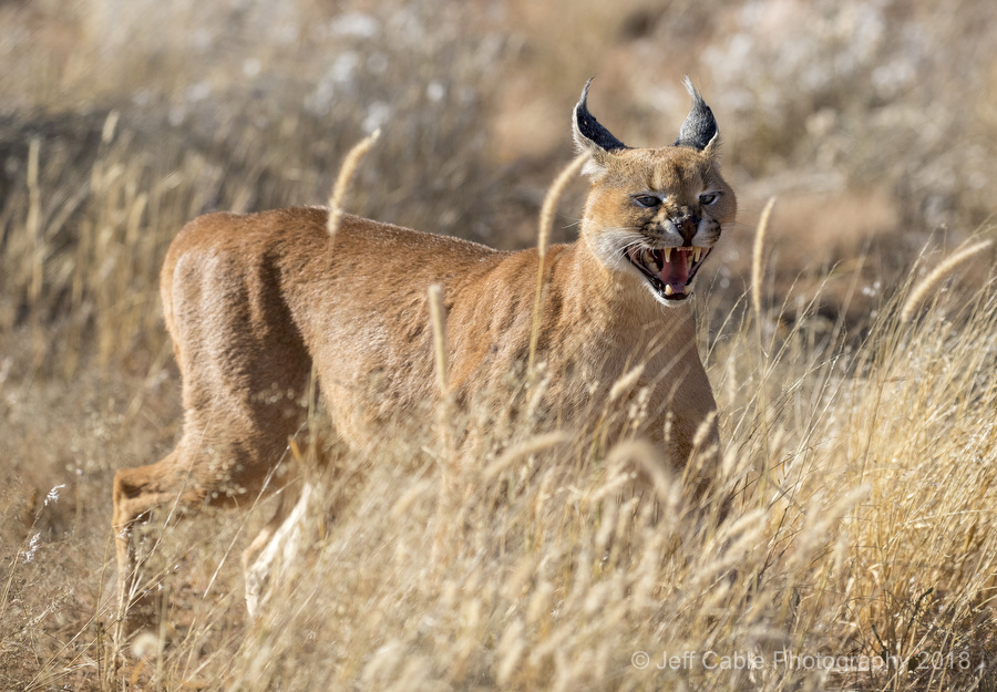 Jeff Cable s Blog Photographing The Big Cats Of Namibia