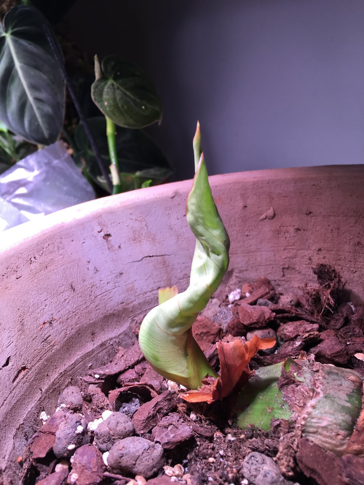 Inquisitivegreens Philodendron Gloriosum An Update