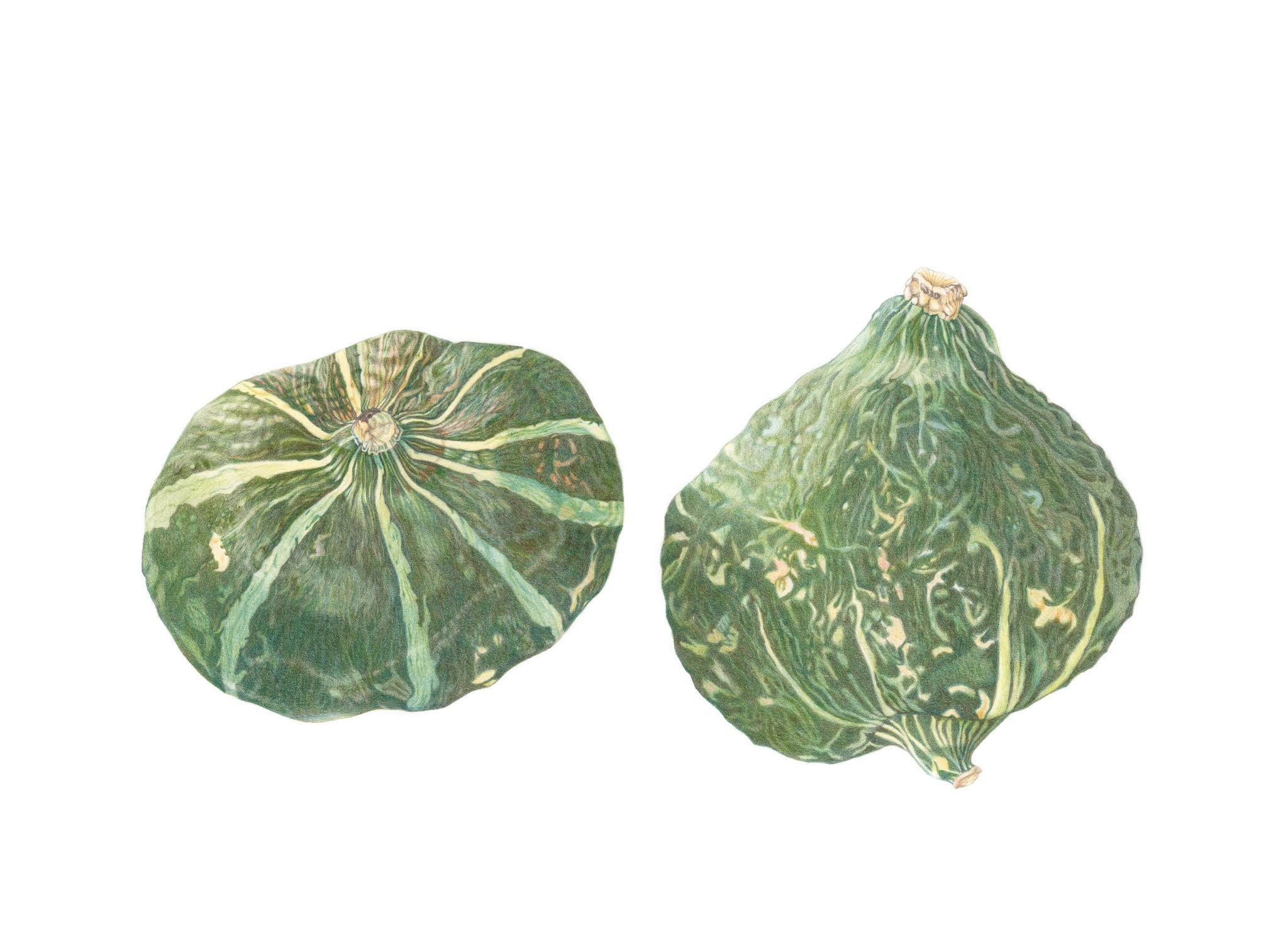 Portfolio drawings for Diploma of Botanical Art, SBA/UK, 20182020