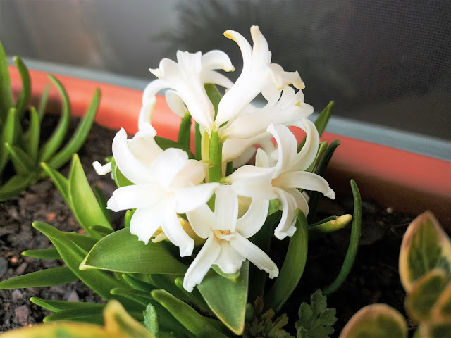 Jacinto (Hyacinthus spp.).