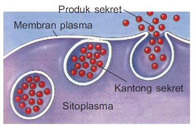 Gambar  . Mekanisme Eksositosis