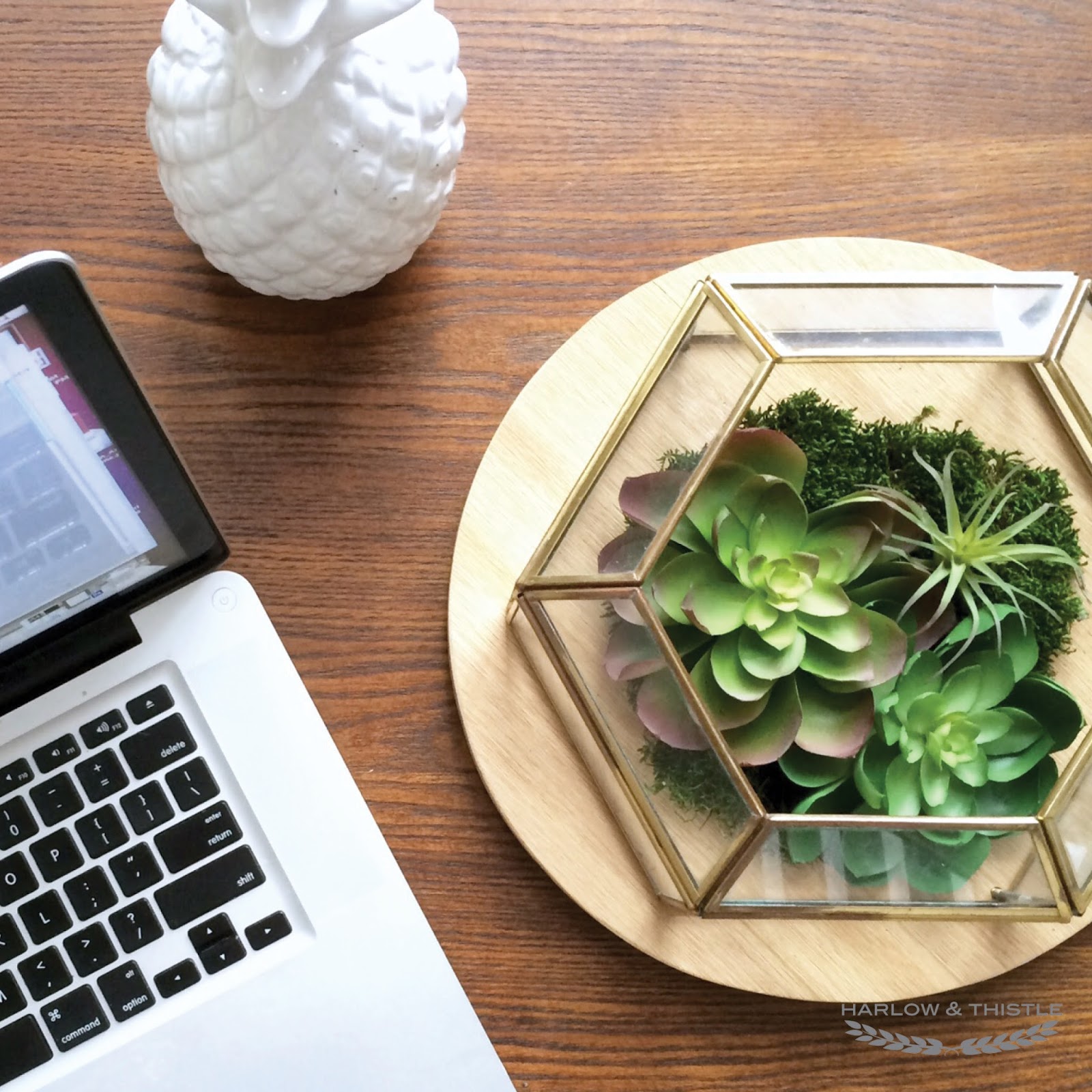 DIY Succulent Terrarium from a Light Fixture Harlow & Thistle Home