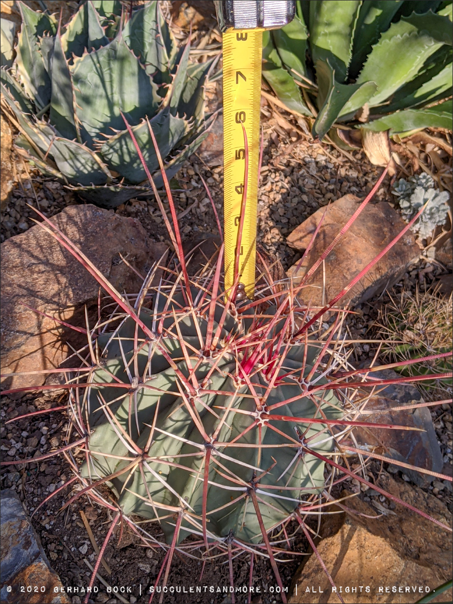 Look at the spines on these cacti!