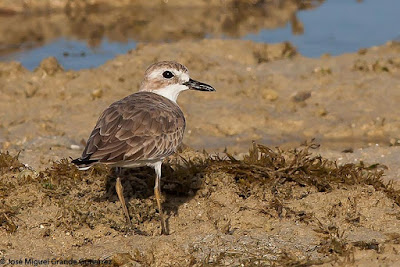 Chorlitejo Mongol Grande (Charadrius leschenaultii)