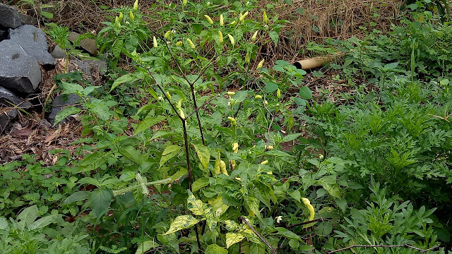 Manfaat punya kebun cabai bagi pekerja