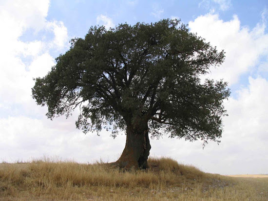 Que significa soñar con roble