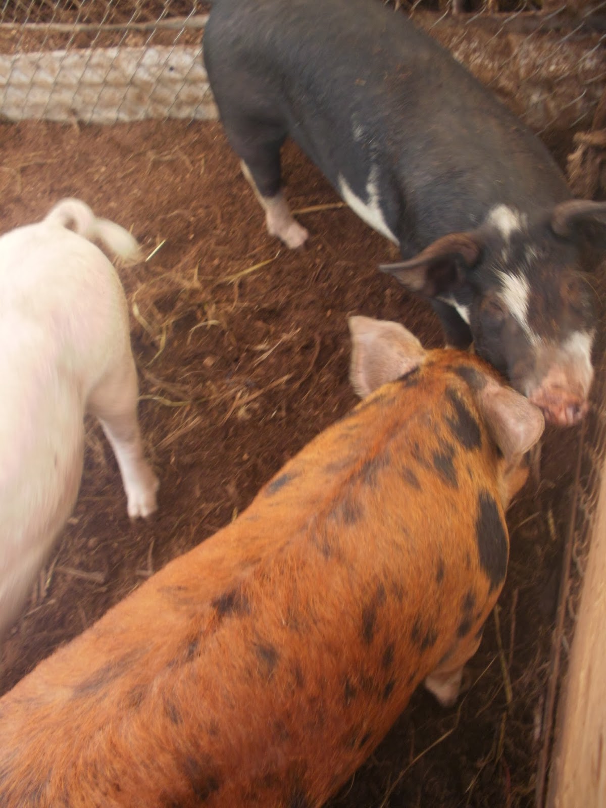 Hubbell's Hog Heaven Natural Farmed Pigs For Sale