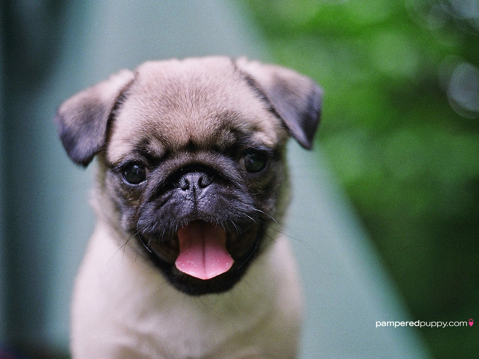 Rules of the Jungle: Pug puppy