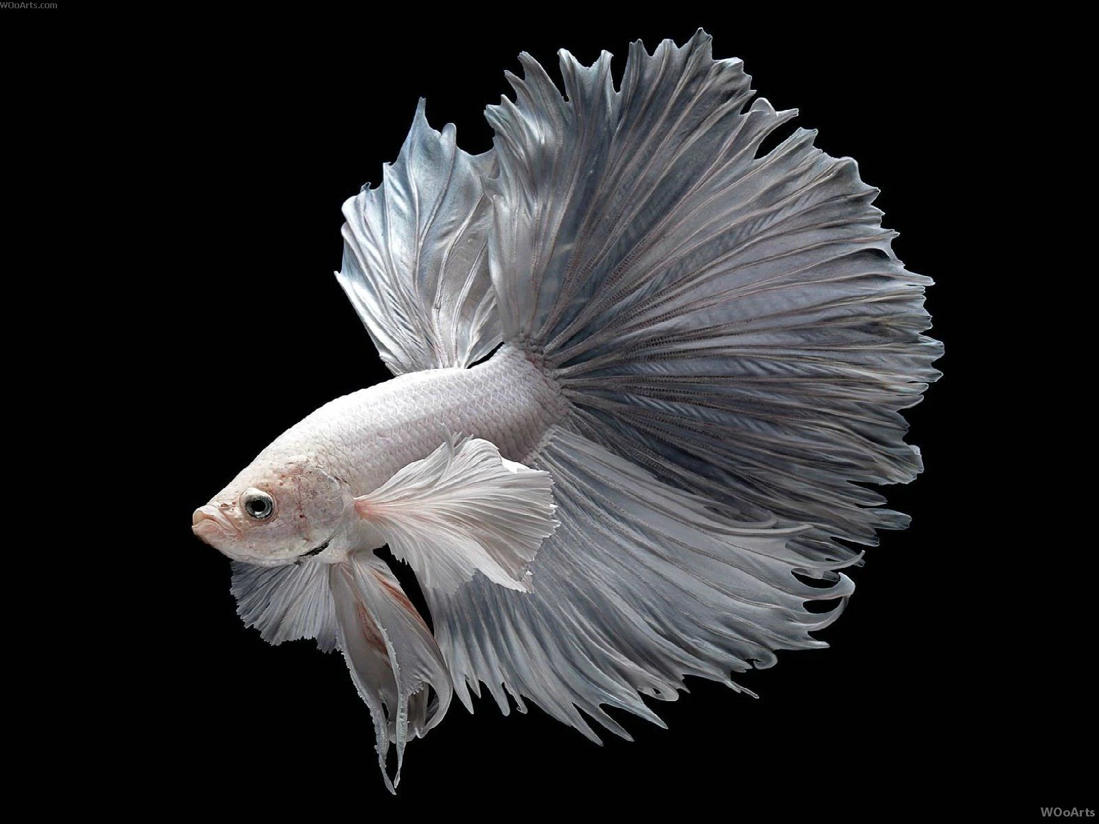 Ikan Cupang White Platinum Betta - Ikanhiasku.net