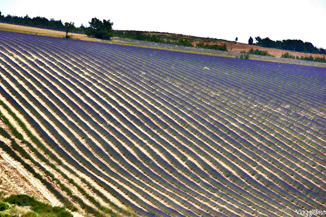Inizio della fioritura della lavanda in Alta Provenza