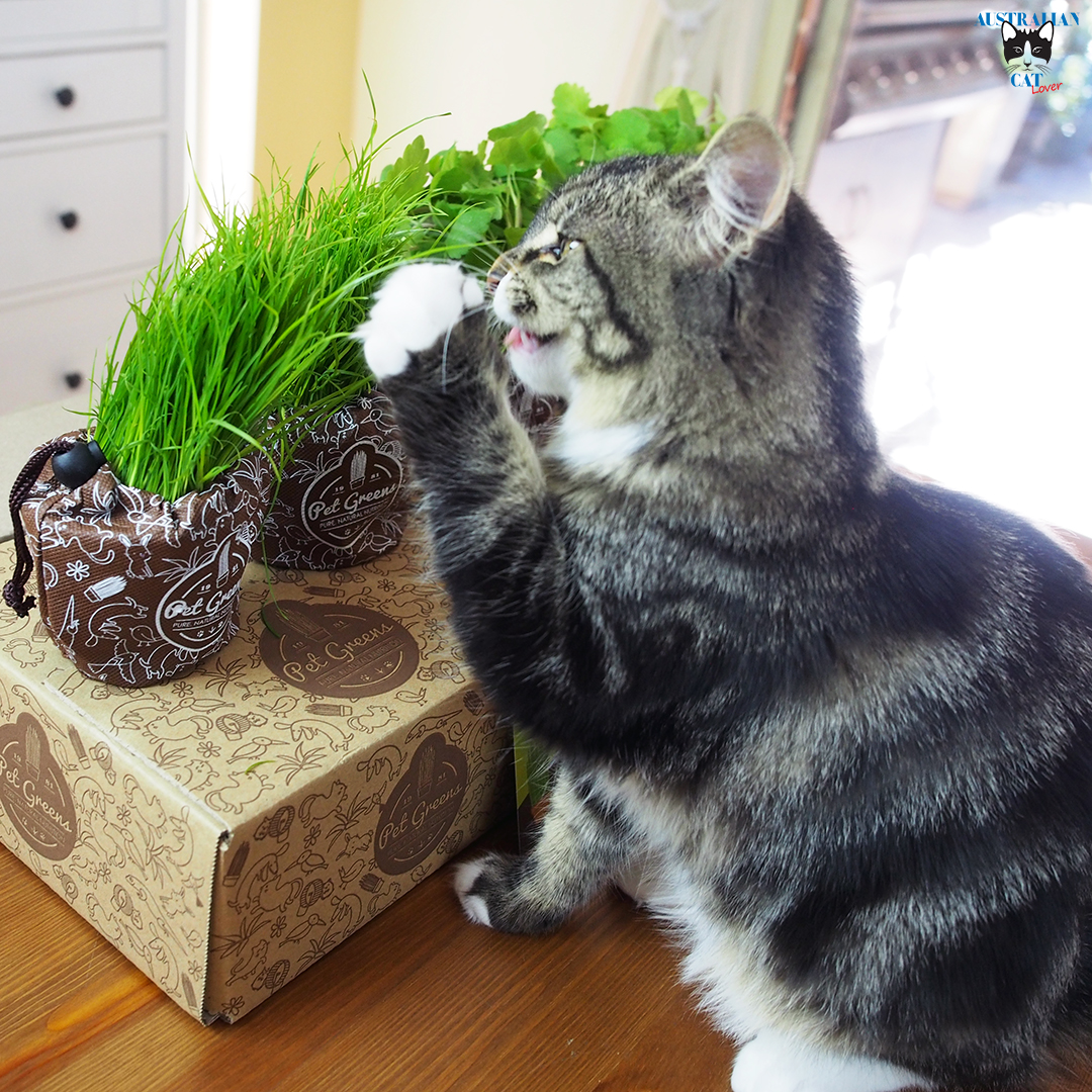 Pet Greens Fresh Supplements for Cats Review Australian Cat Lover