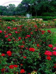 Gone Gardening Columbus Park Of Roses