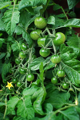 Muonamiehen mökki - Tomattien viljelyä kasvatusäkkissä