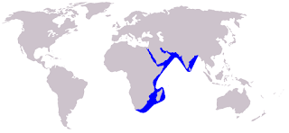 Hint kambur yunusu doğal yaşam alanı haritası