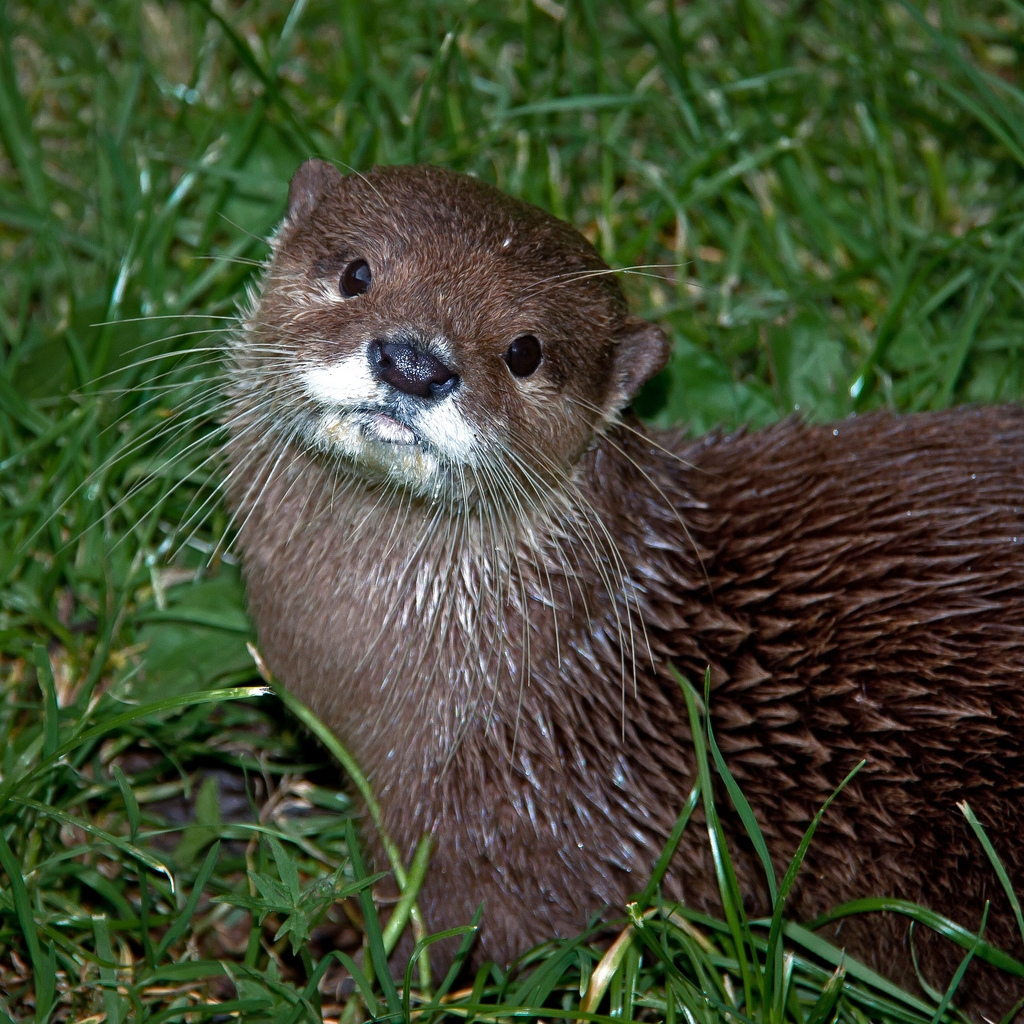 Southern River Otter Southern River Otter Profile Facts Traits, Diet, Behavior, Baby