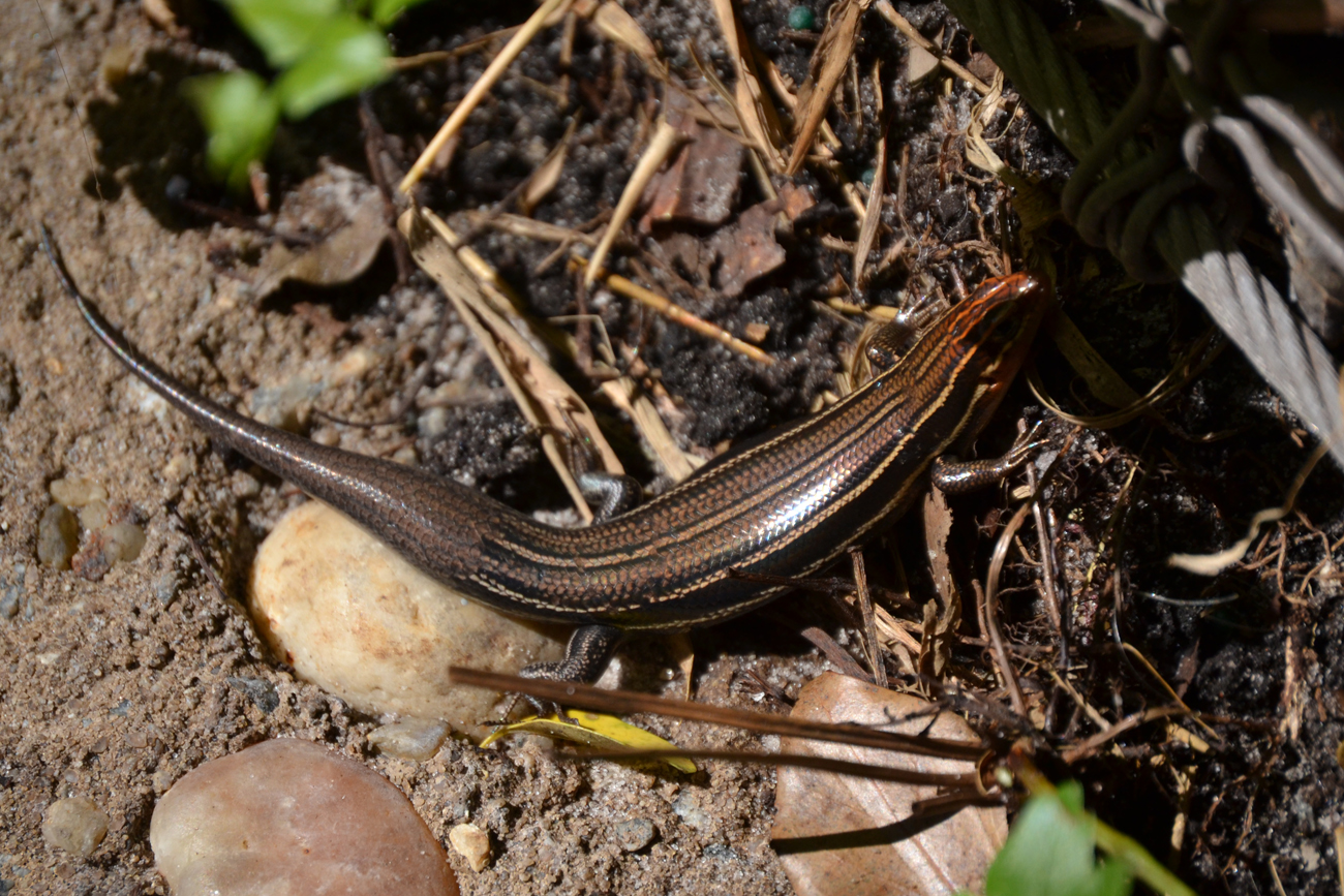 Woods Walks and Wildlife: Florida Adventure, Part 2: Reptiles and