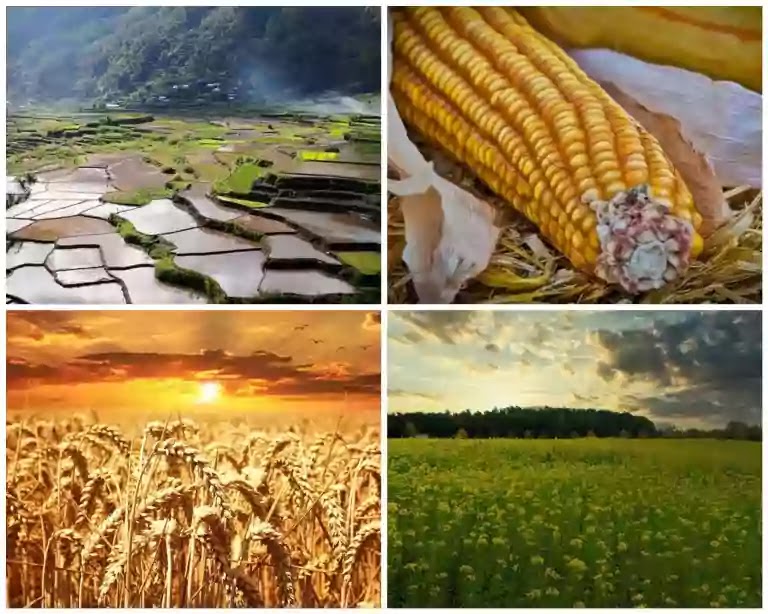 Difference between Rabi and kharif crops, with examples