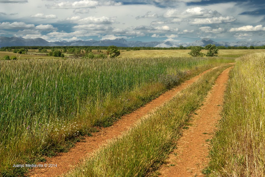 Camino