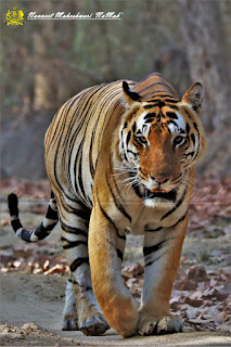 Tiger at Kanha National Park