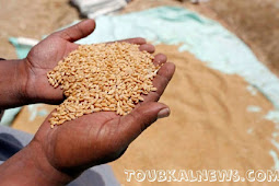 المغرب يستورد مليون طن من القمح الامريكي لسد الخصاص