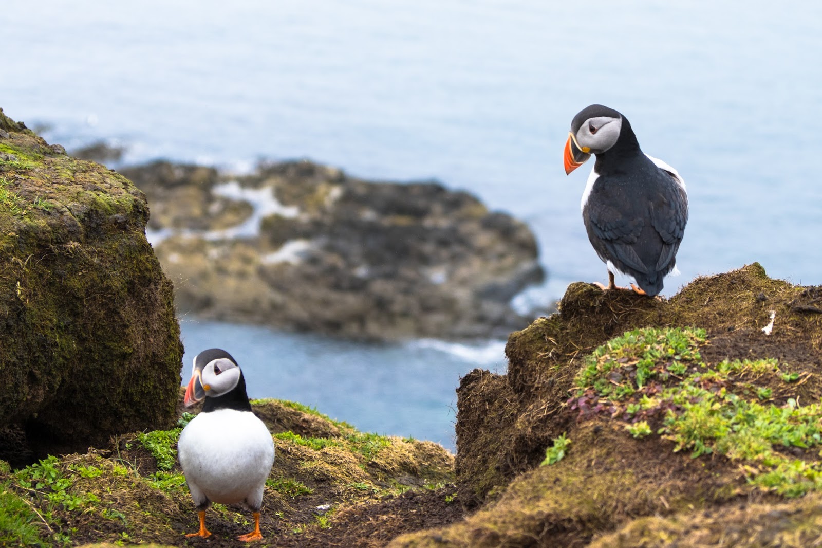 puffin pictures puffin pictures