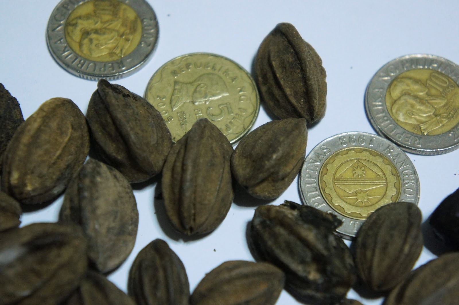 OUR PHILIPPINE TREES Pili Nut or Not