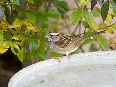 Photo of White-throated Sparrow at bird bath