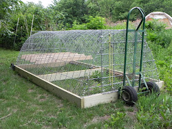 tractor chicken tractors wheels coop coops chickens naturalist put backyard simple houses curious chicks birds homemade chick meat plans portable