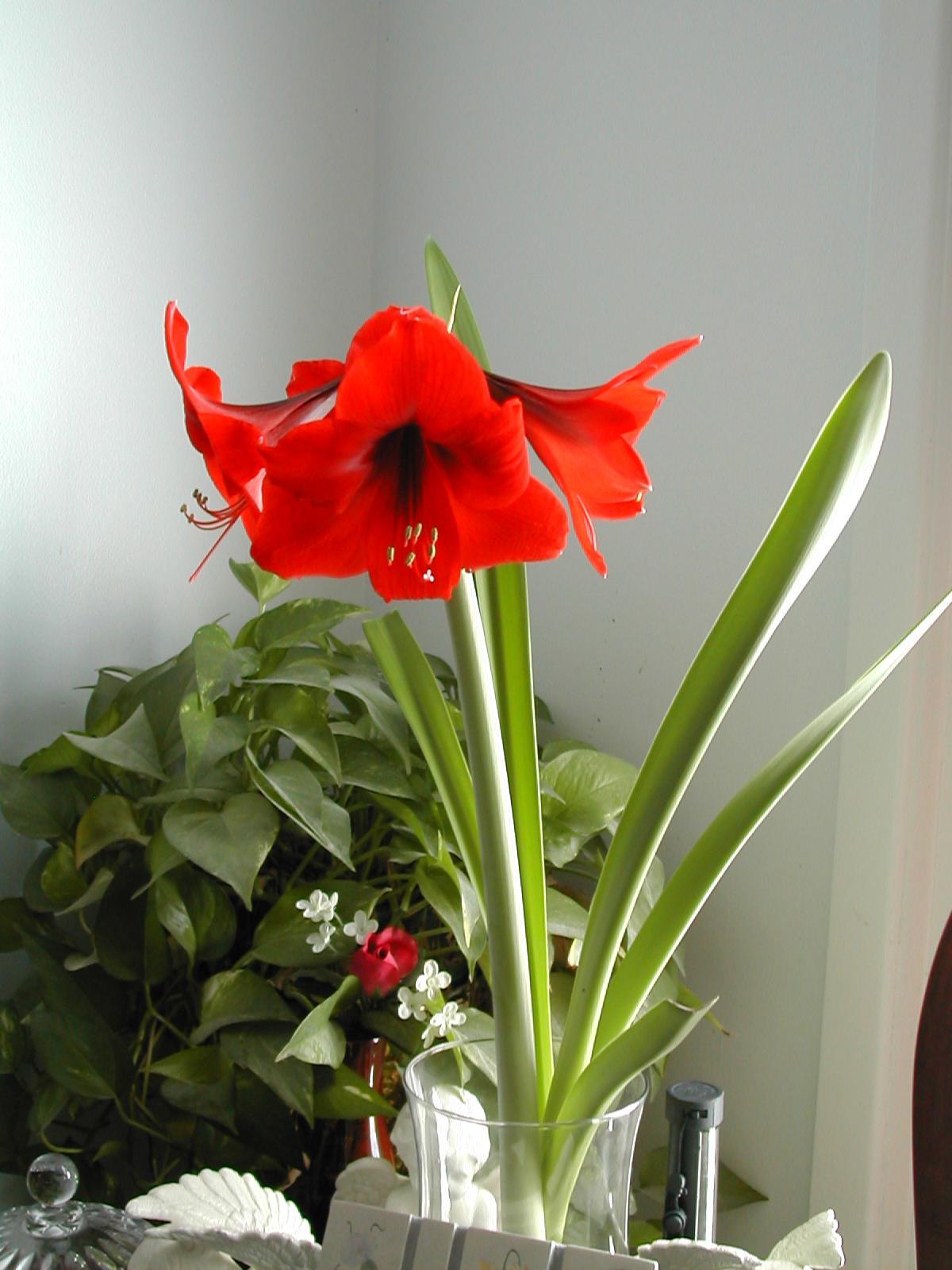 The Other Red Christmas Flower - Amaryllis Planting and Care ~ Dons Deals