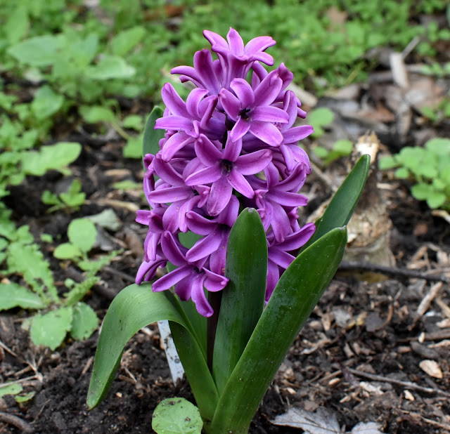 Hyacinth inflorescence- Mauve