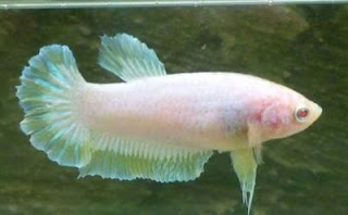 jenis ikan cupang albino