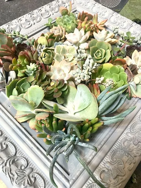 How to build an easy frame for succulents