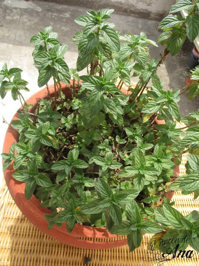 Mis cactus y suculentas