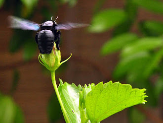 Carpenter Bee