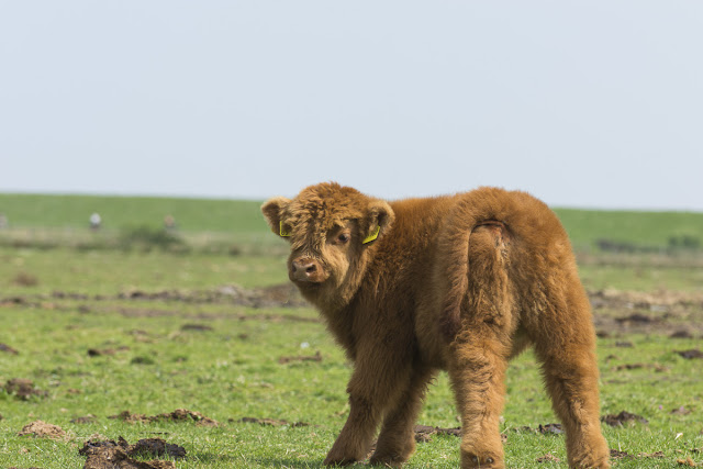 Langeoog, Highlandrinder, Rumbi, Ostfriesland, Bio, Nachhaltigkeit, Restaurant Seekrug