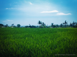 Fresh Atmosphere In The Farming Lands Of The Rice Field On A Sunny Day At Ringdikit Village North Bali Indonesia