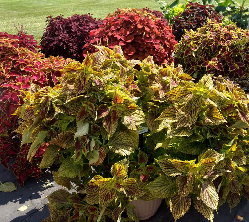 The Gardening Me A Rundown of Winners in my Garden