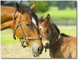 Mare and Foal Together