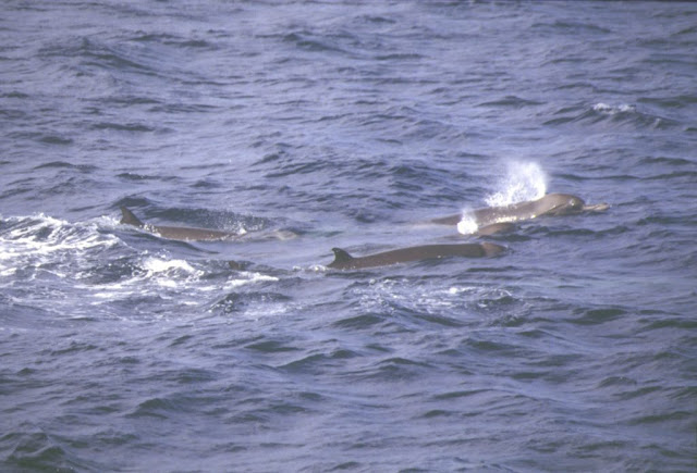 Peru gagalı balinası