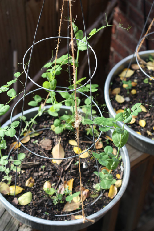 Peas Please! Repurposed Tomato Cage Teepees 17 Apart