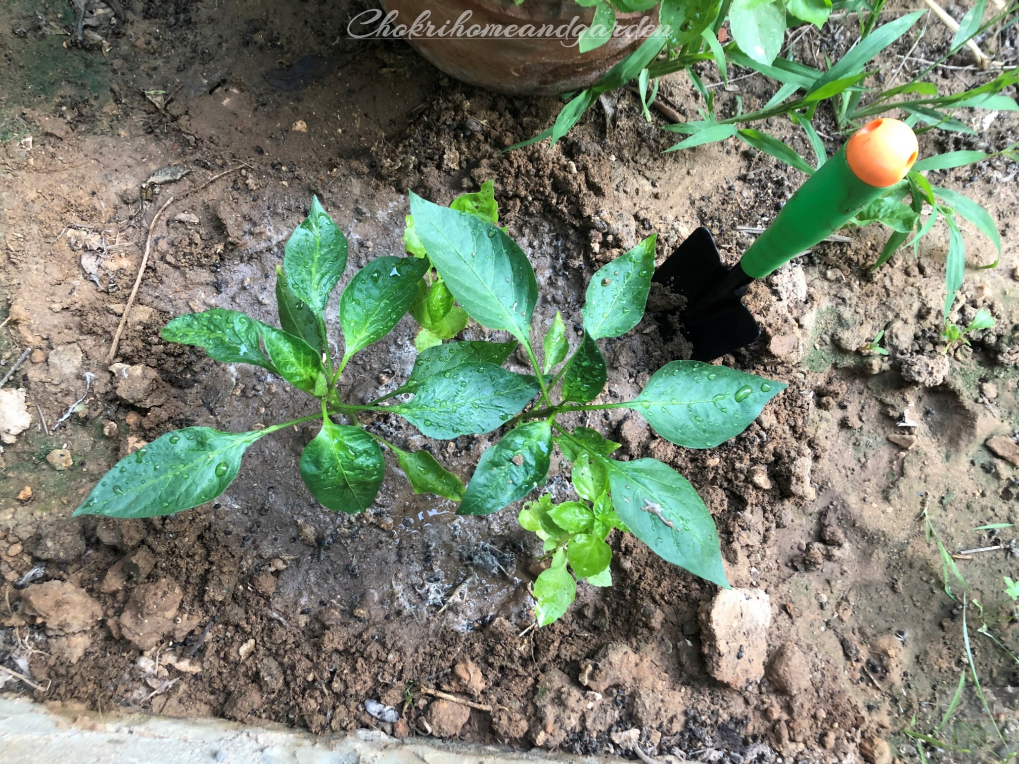 Basil and Peppers Companion Planting
